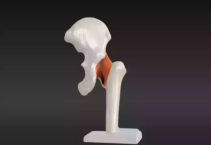 3D Hip Joint Anatomy Model