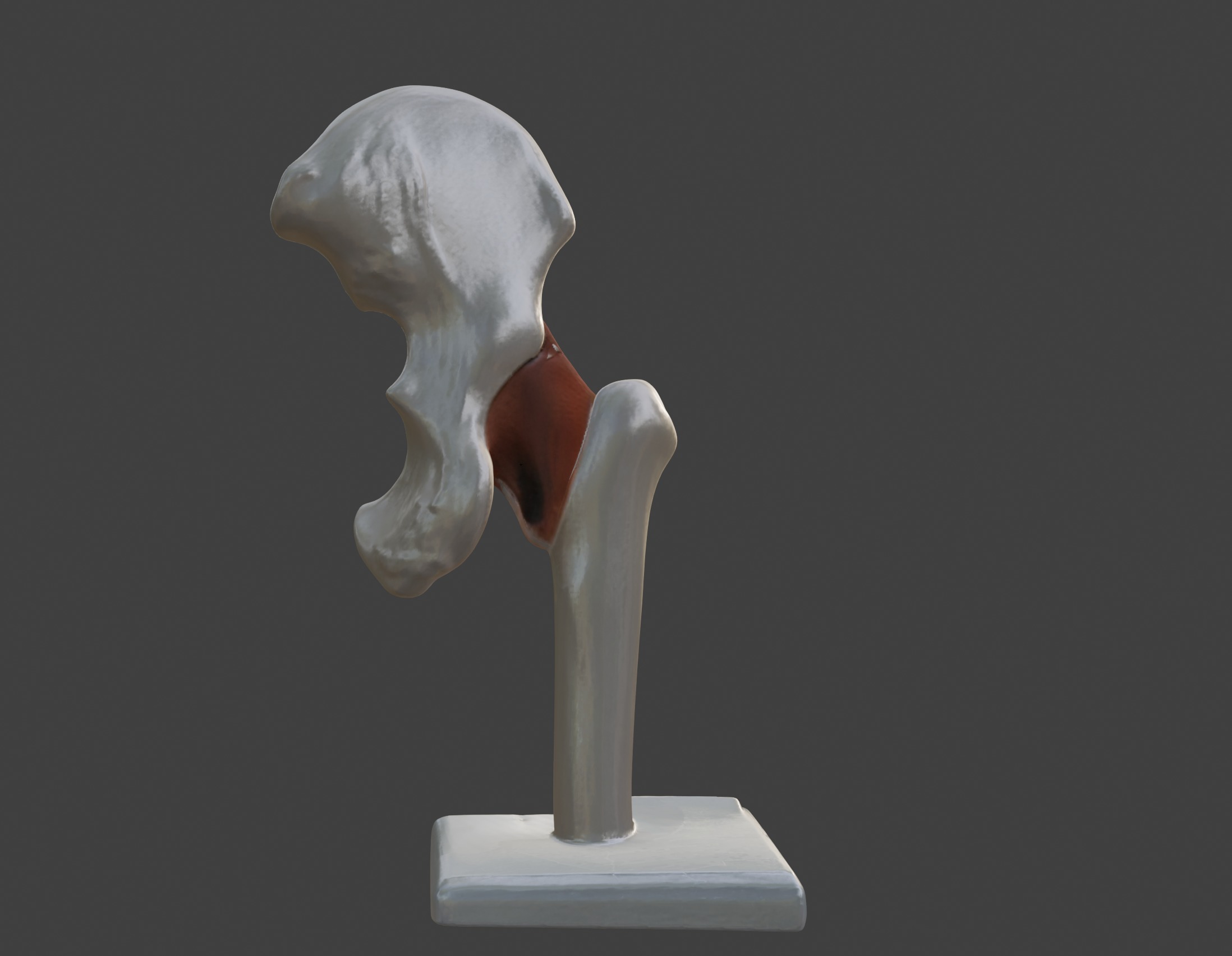 3D Hip Joint Anatomy Model 3D print model_14