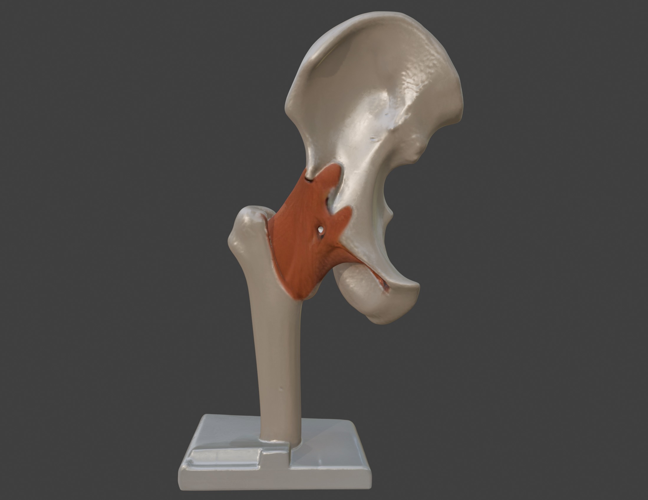 3D Hip Joint Anatomy Model 3D print model_6