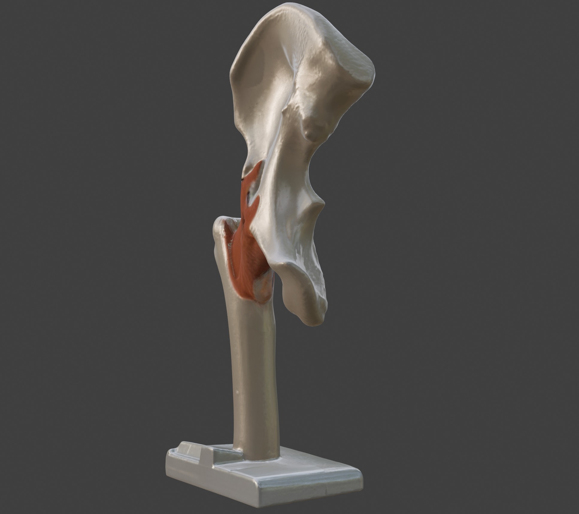 3D Hip Joint Anatomy Model 3D print model_4