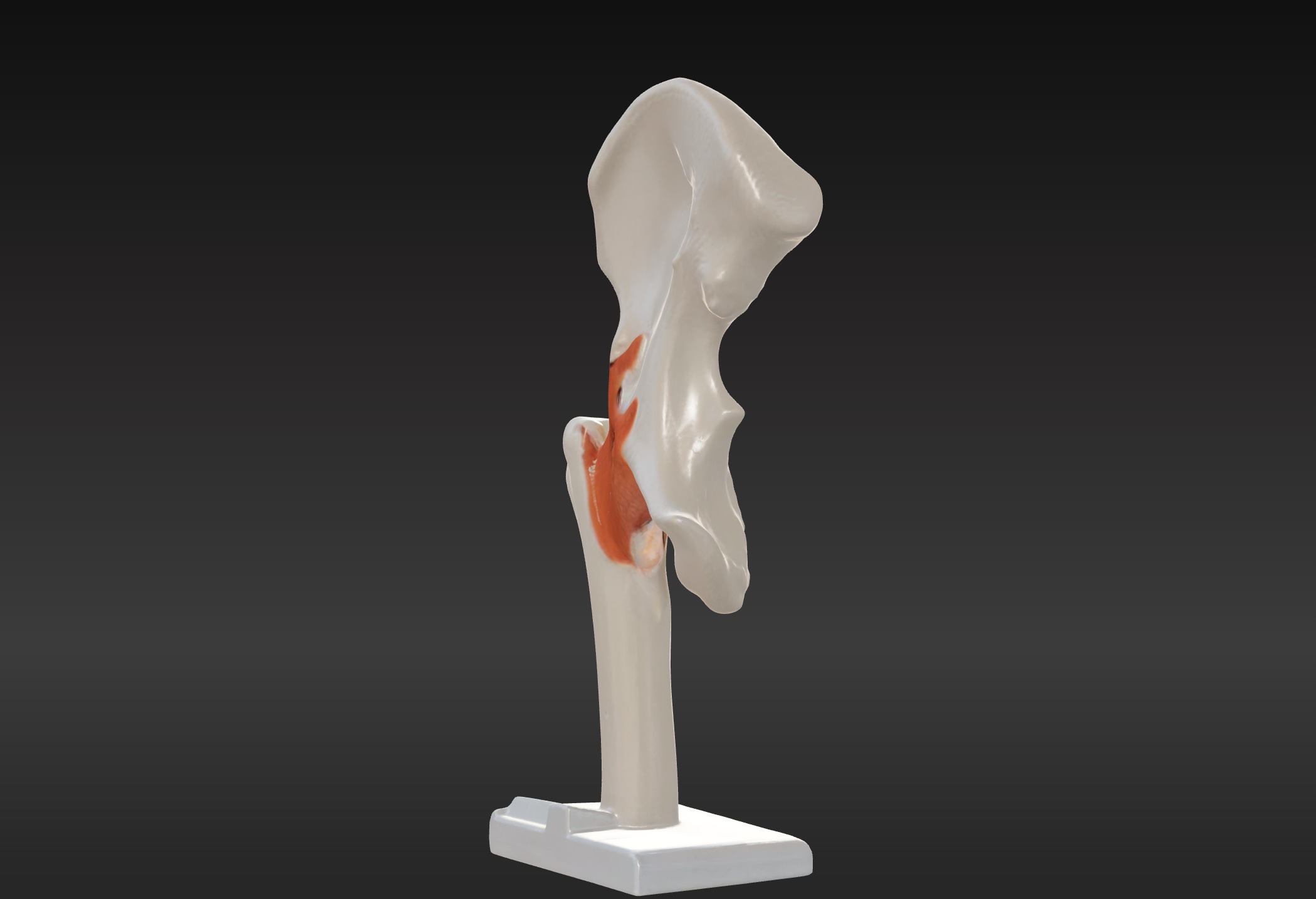 3D Hip Joint Anatomy Model 3D print model_3