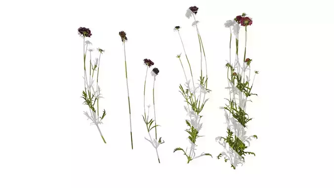 Anydrafts Scabiosa atropurpurea Atlas 01