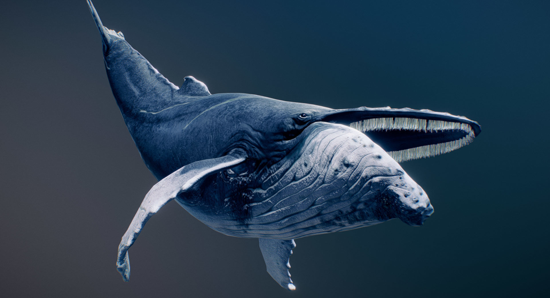  Humpback Whale 3D model_2