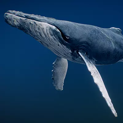  Humpback Whale 3D model_0
