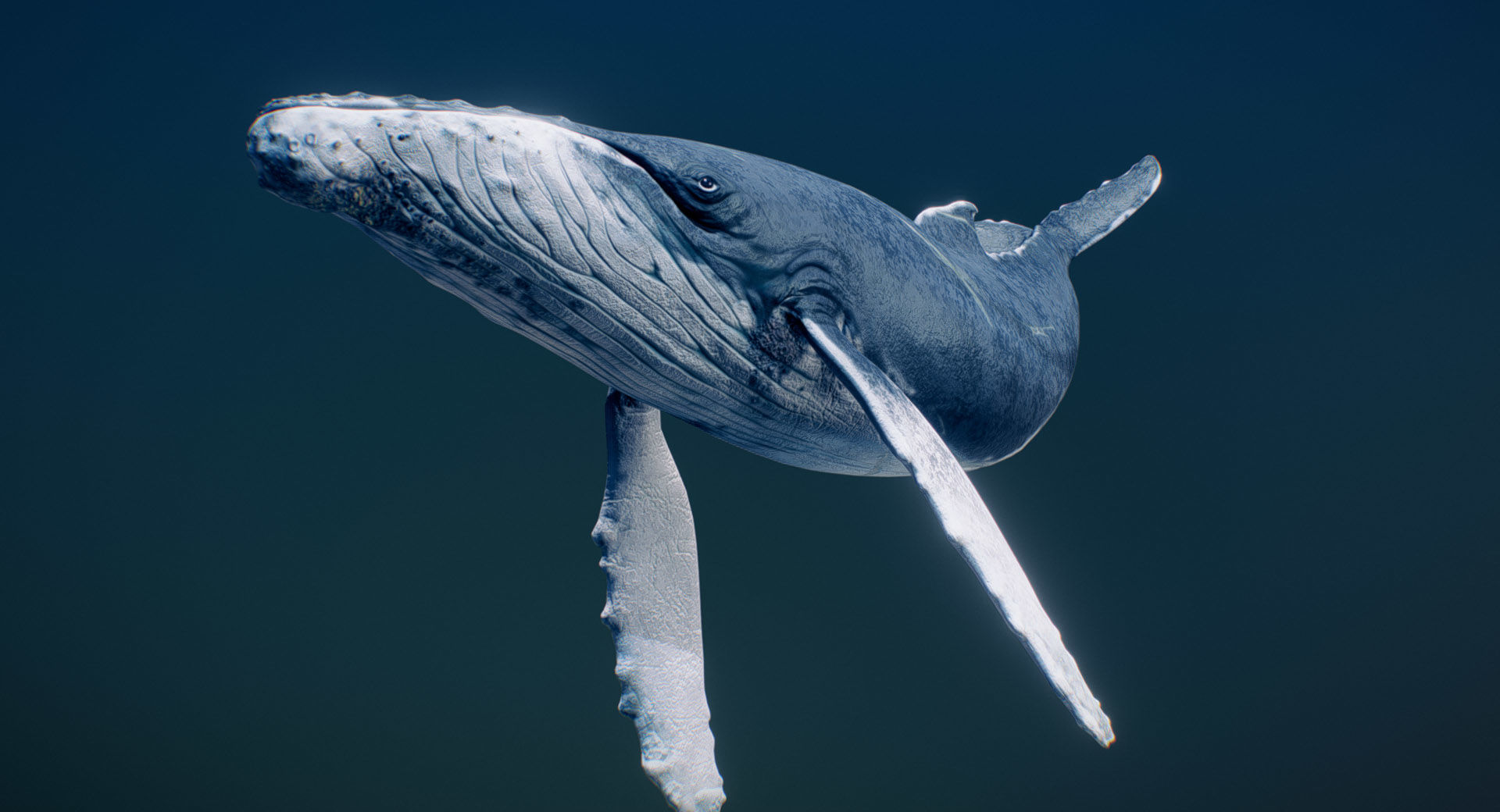  Humpback Whale 3D model_1