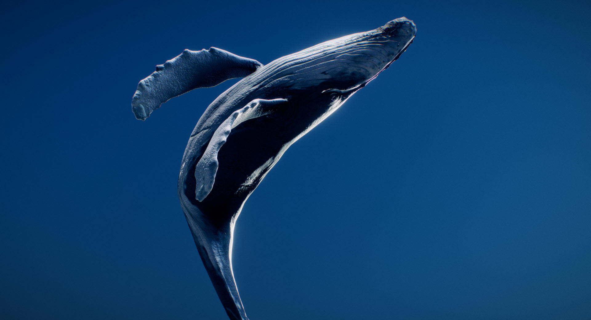  Humpback Whale 3D model_4