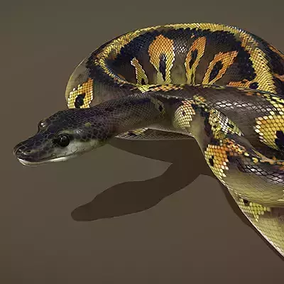 Blackhead Ball Python
