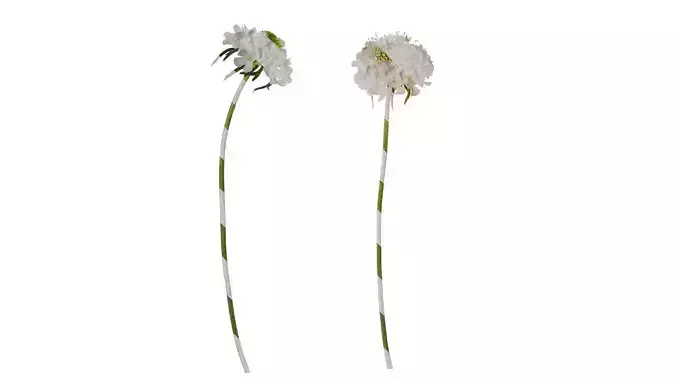 Anydrafts Scabiosa atropurpurea Atlas 03