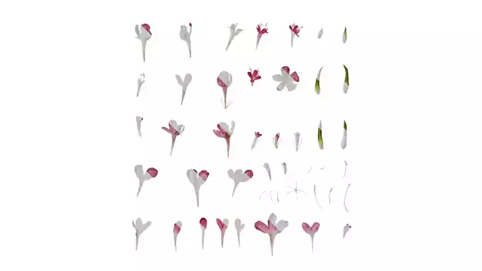 Anydrafts Scabiosa atropurpurea Flower 01