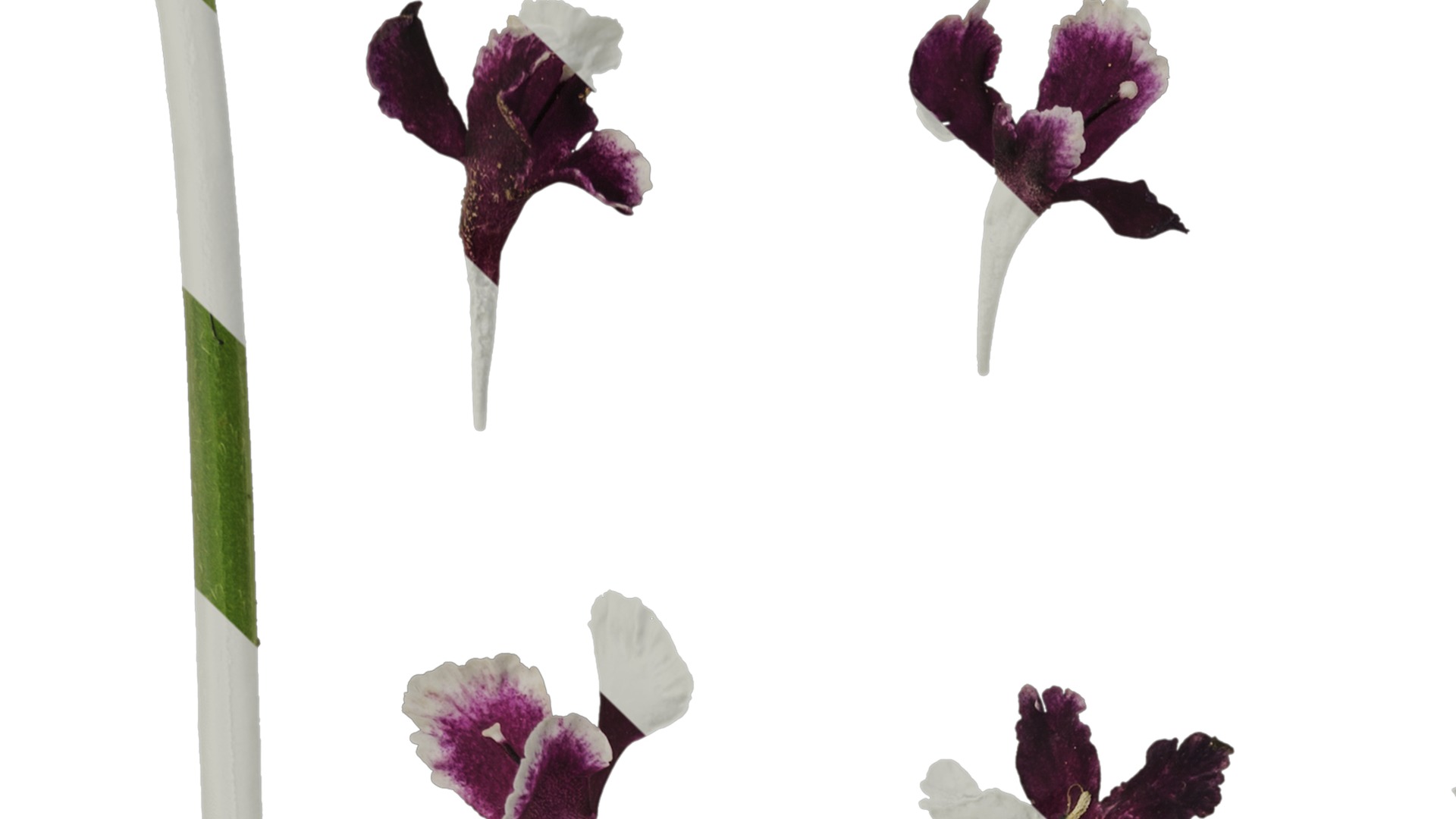 Anydrafts Scabiosa atropurpurea Flower 03 Texture_1