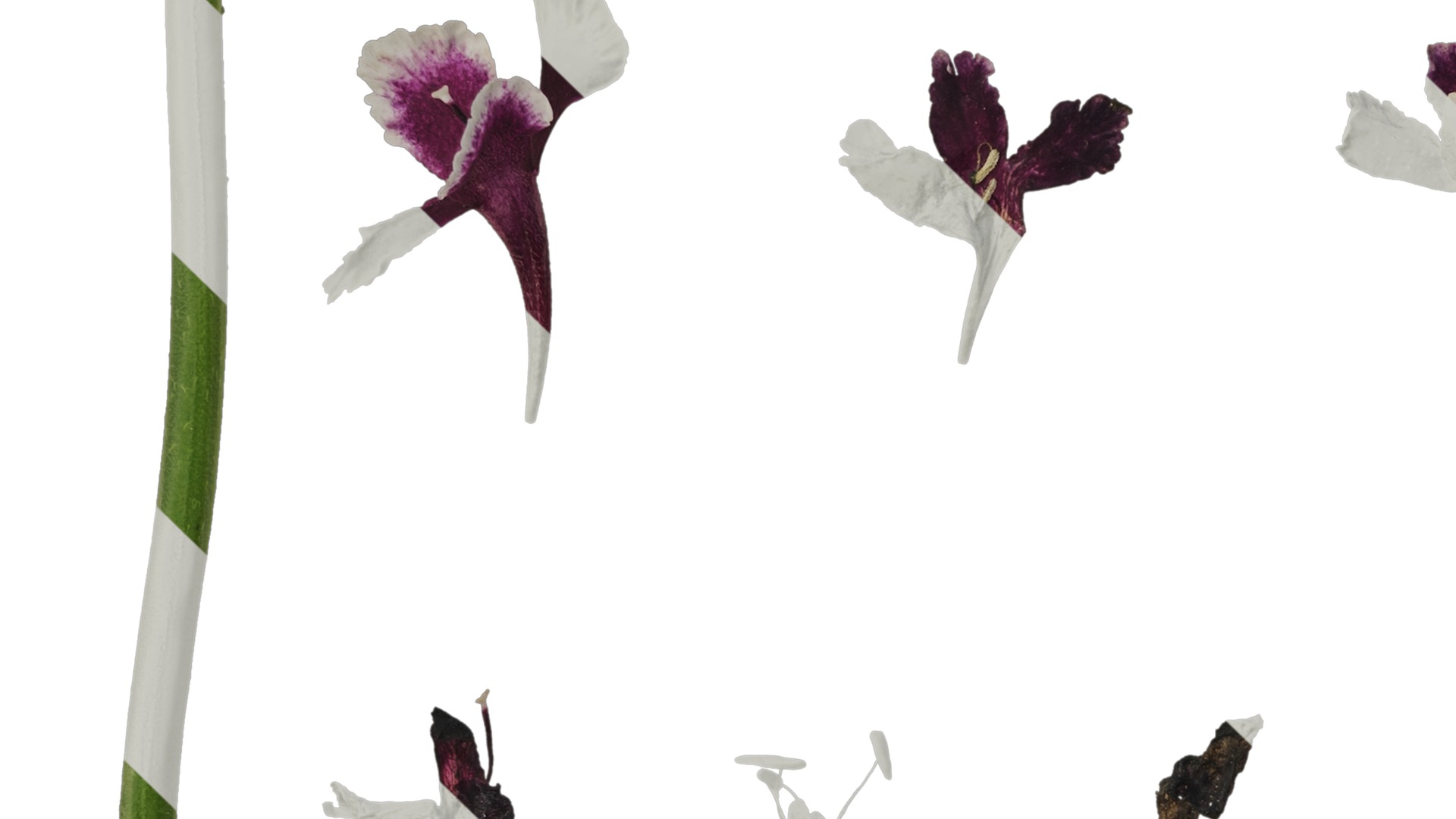 Anydrafts Scabiosa atropurpurea Flower 03 Texture_3