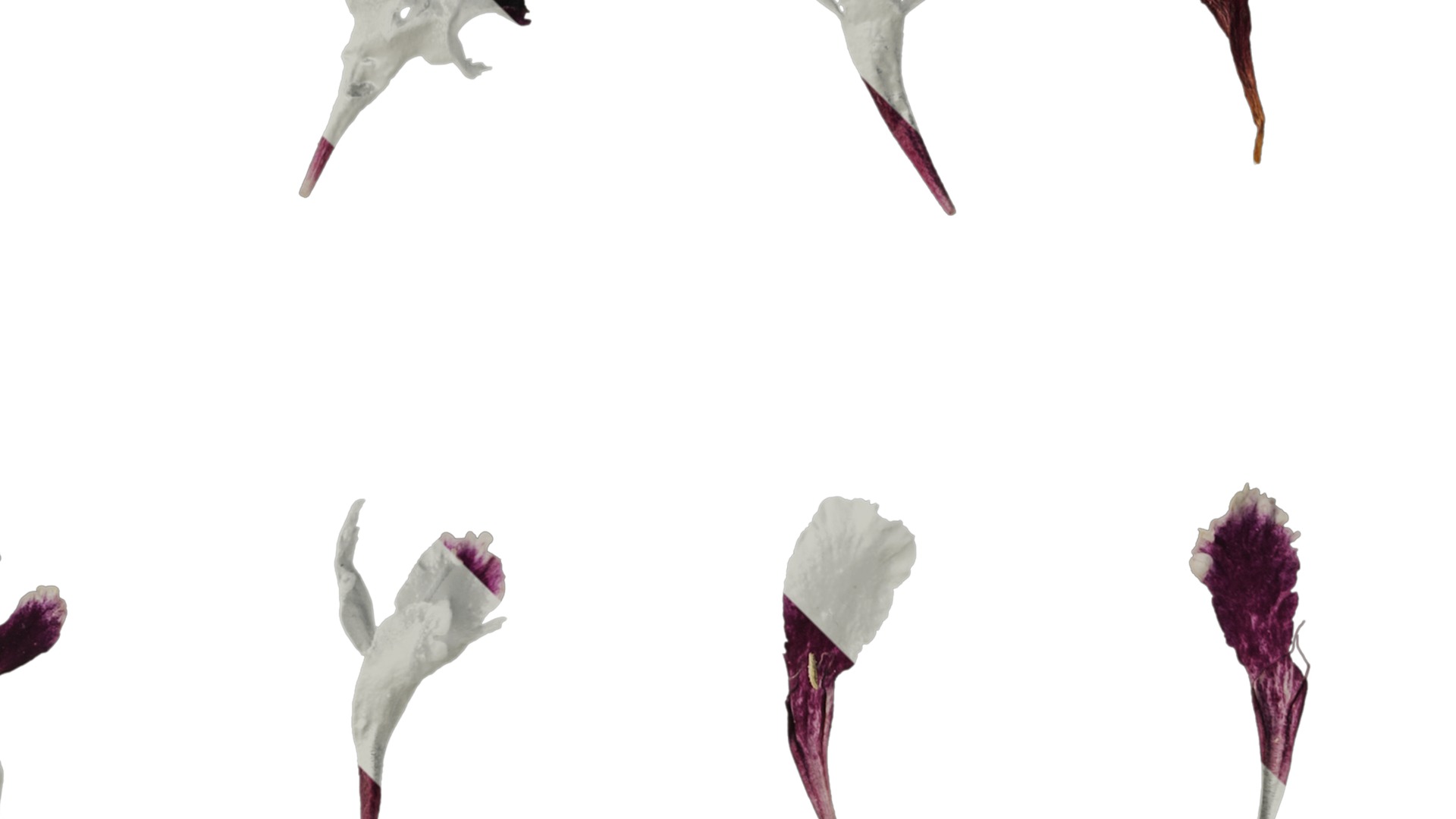 Anydrafts Scabiosa atropurpurea Flower 03 Texture_2