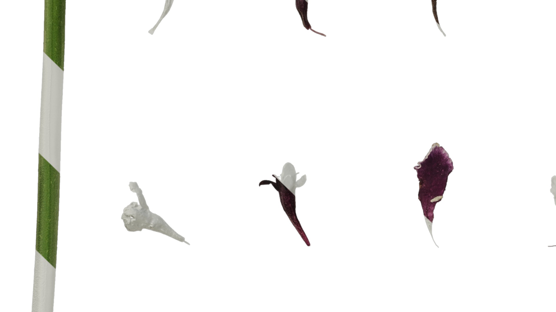 Anydrafts Scabiosa atropurpurea Flower 03 Texture_5