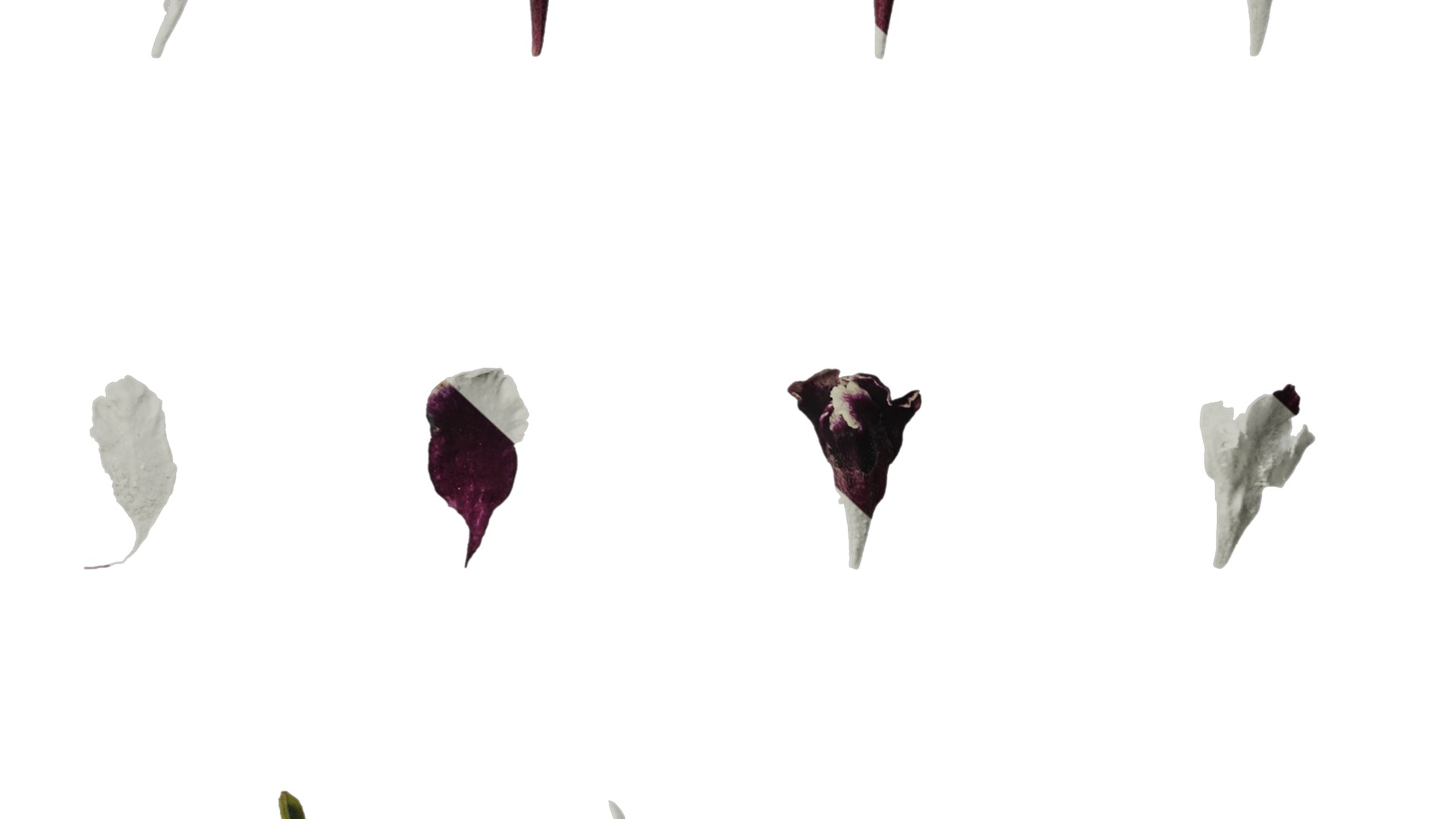 Anydrafts Scabiosa atropurpurea Flower 03 Texture_6