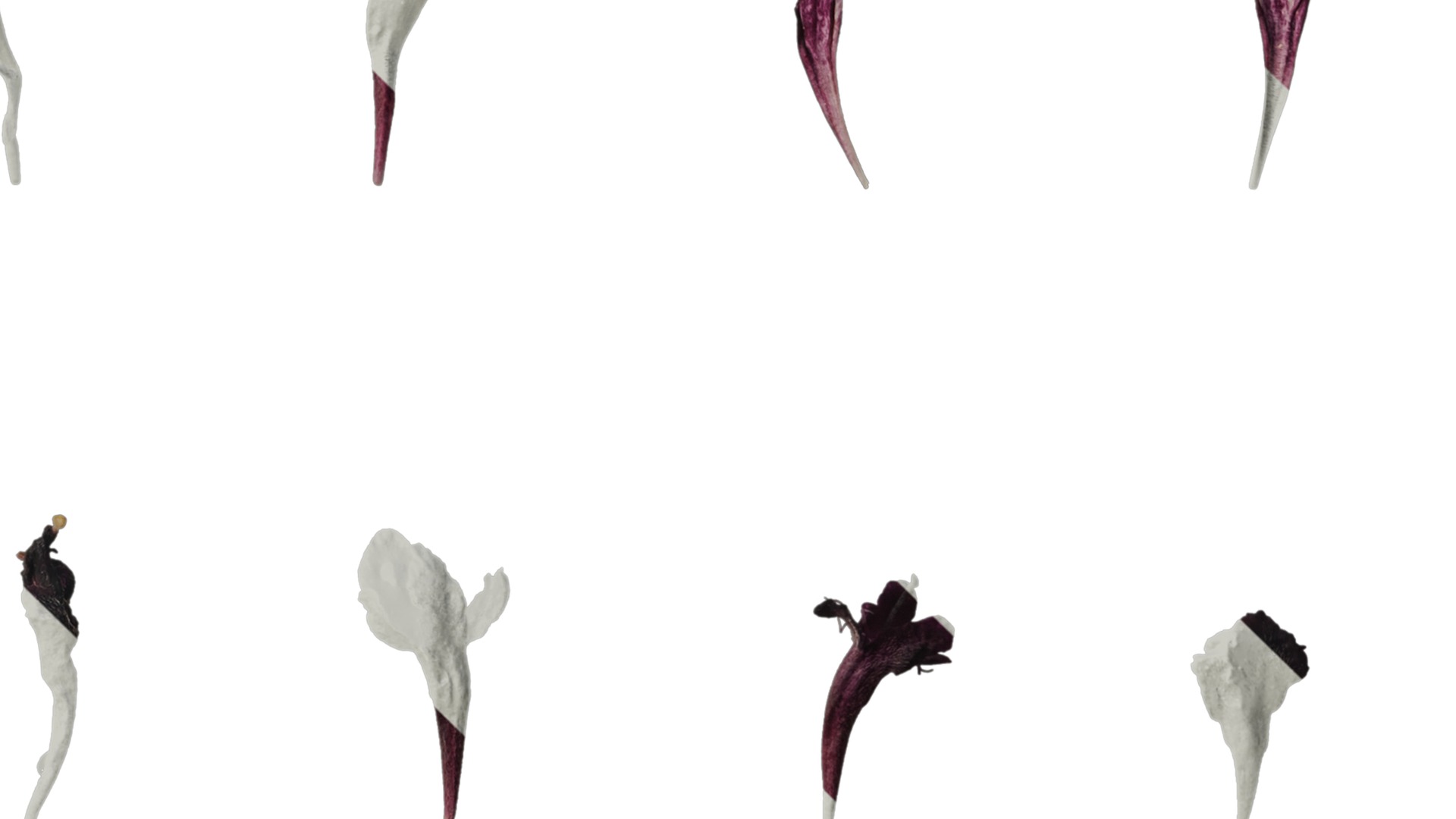 Anydrafts Scabiosa atropurpurea Flower 03 Texture_4