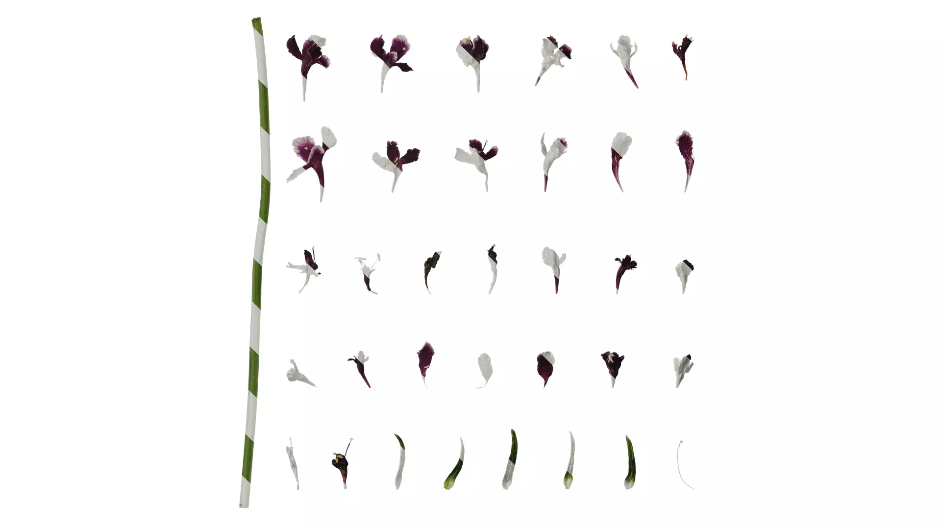 Anydrafts Scabiosa atropurpurea Flower 03 Texture_0