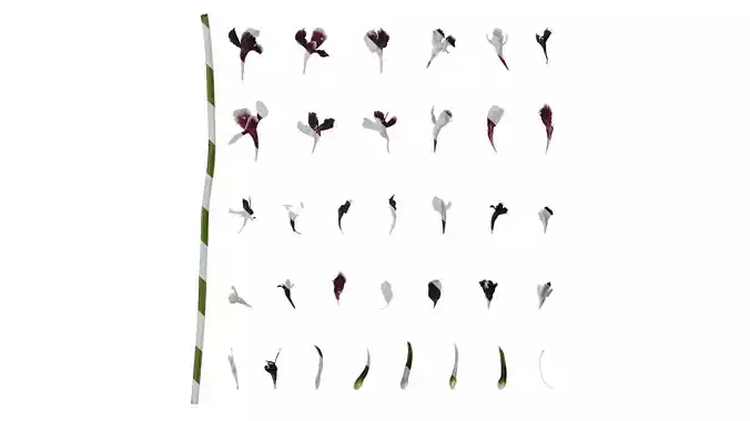 Anydrafts Scabiosa atropurpurea Flower 03