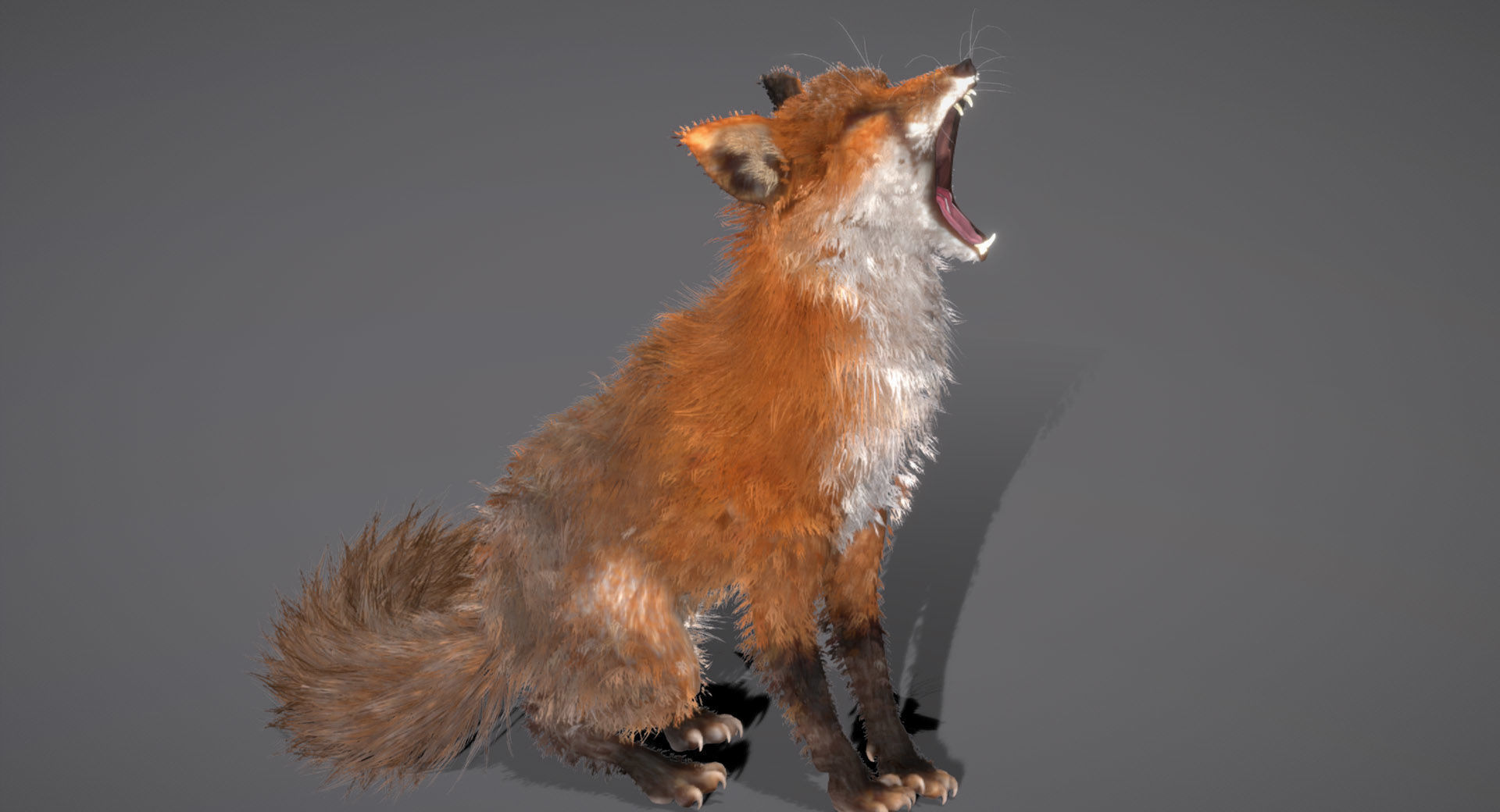 Red Fox 3D model_3
