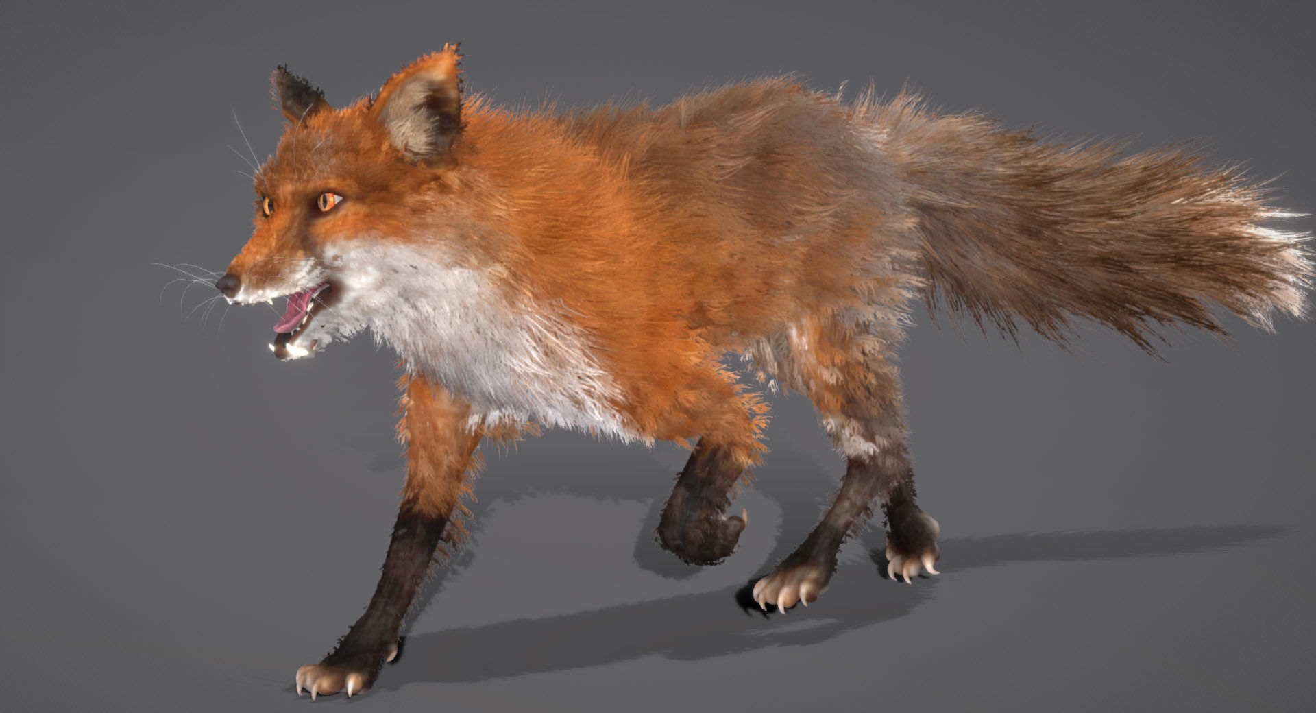 Red Fox 3D model_1