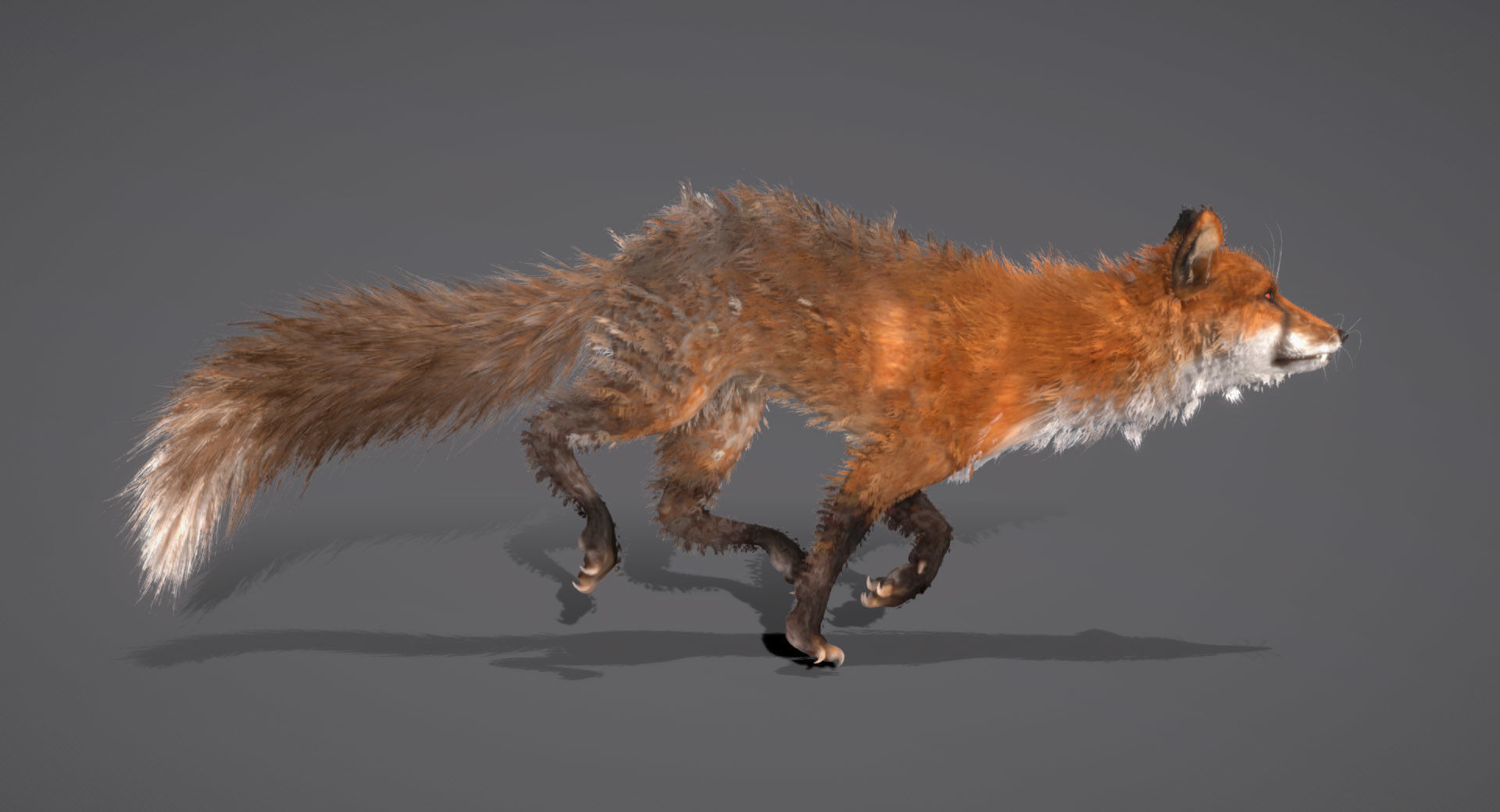 Red Fox 3D model_2