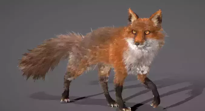 Red Fox