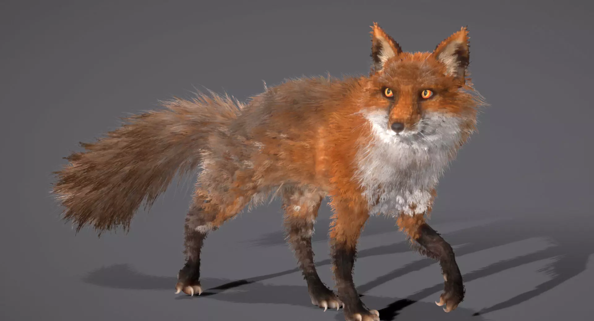 Red Fox 3D model_0