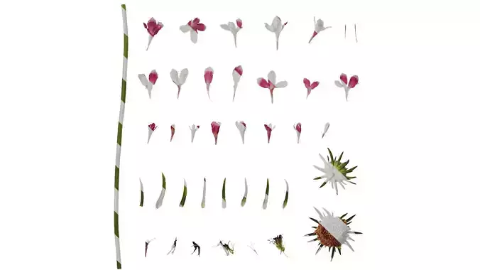 Anydrafts Scabiosa atropurpurea Flower 04