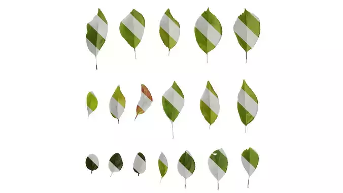 Anydrafts Malus halliana Leaf 02