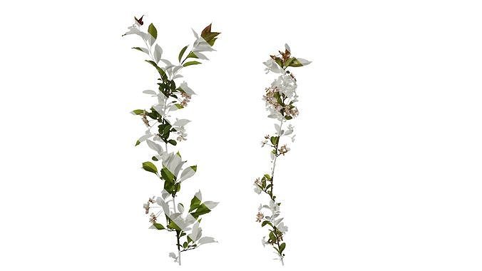 Anydrafts Malus micromalus Atlas 06 Texture