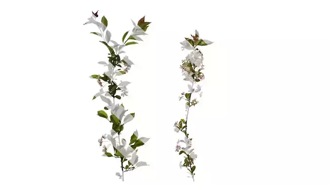 Anydrafts Malus micromalus Atlas 06 Texture