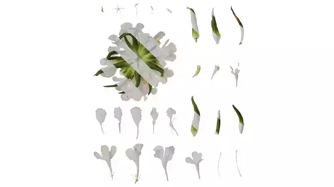 Anydrafts Scabiosa atropurpurea Flower 06