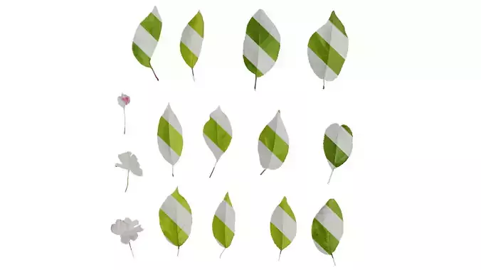 Anydrafts Malus micromalus Atlas 08