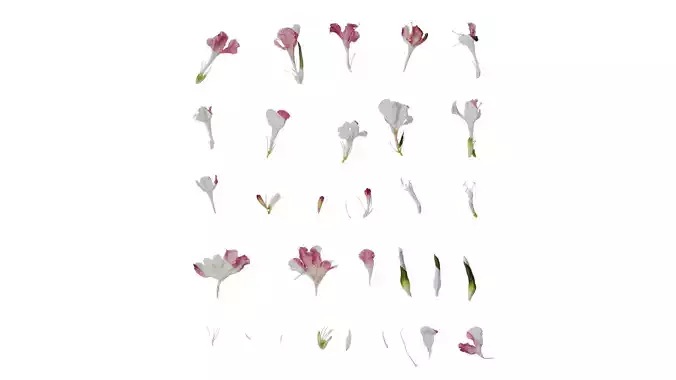 Anydrafts Scabiosa atropurpurea Flower 08