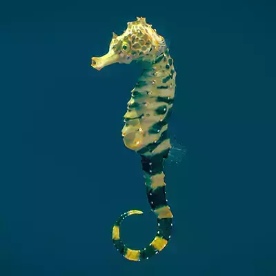  Tiger Tail Seahorse