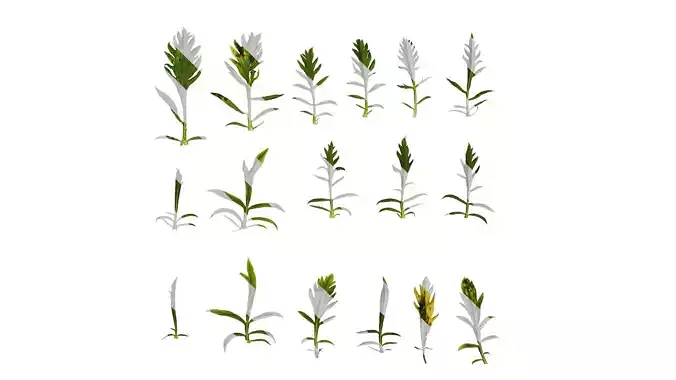 Anydrafts Scabiosa atropurpurea Leaf 01