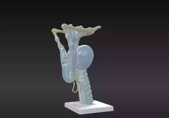 3D Model of Human Larynx Anatomy with Stand