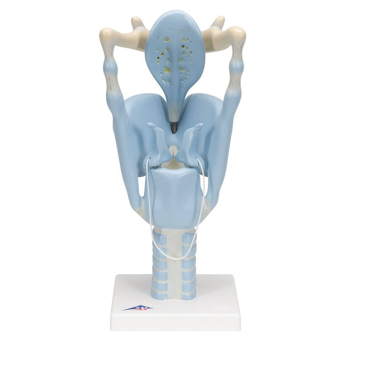 3D Model of Human Larynx Anatomy with Stand 3D print model_18