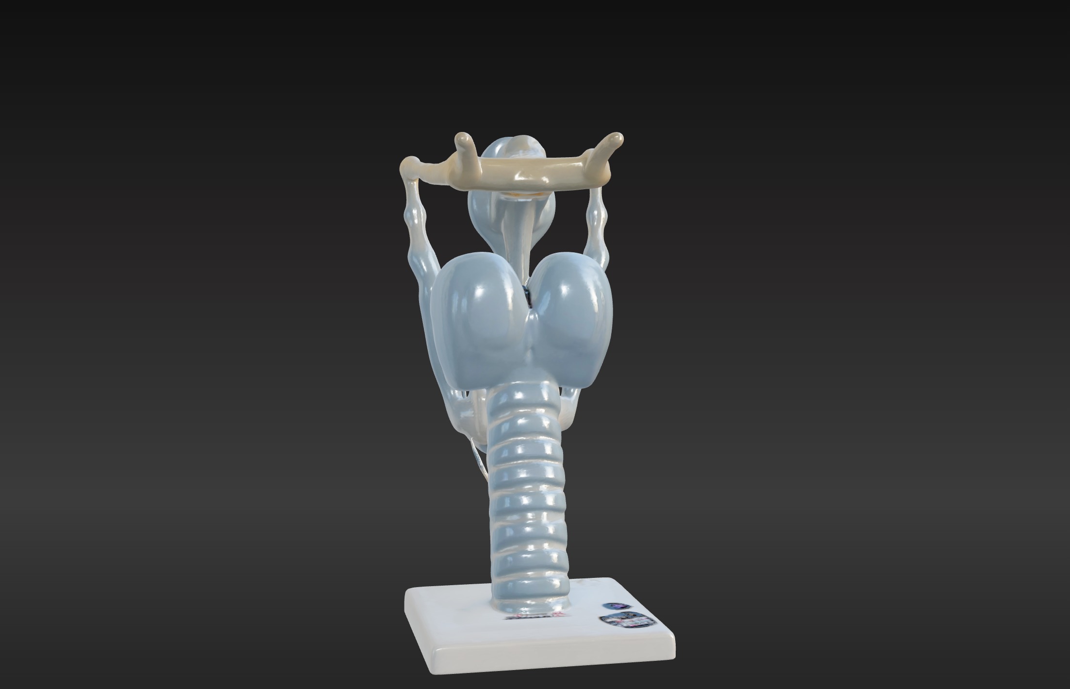 3D Model of Human Larynx Anatomy with Stand 3D print model_6