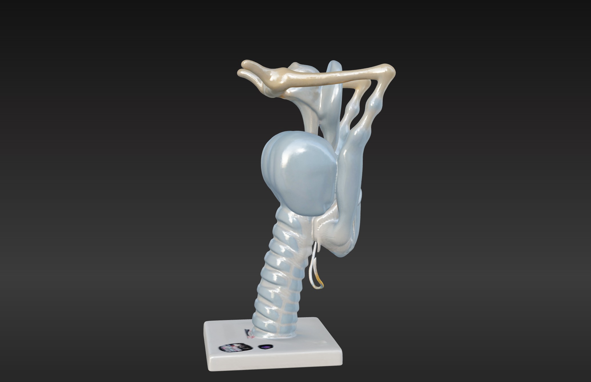 3D Model of Human Larynx Anatomy with Stand 3D print model_3