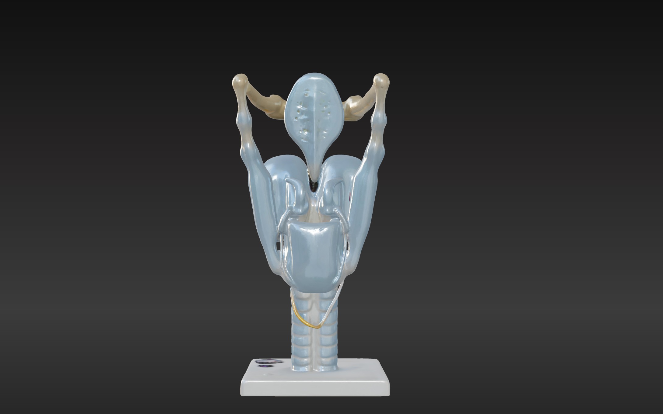 3D Model of Human Larynx Anatomy with Stand 3D print model_2