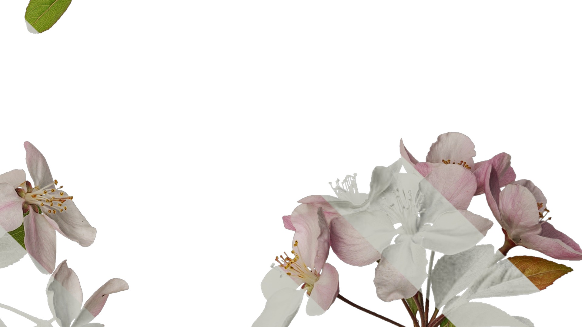 Anydrafts Malus micromalus Atlas 12 Texture_4