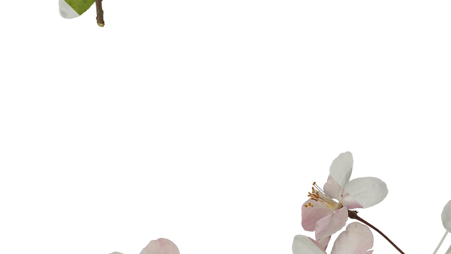 Anydrafts Malus micromalus Atlas 12 Texture_3