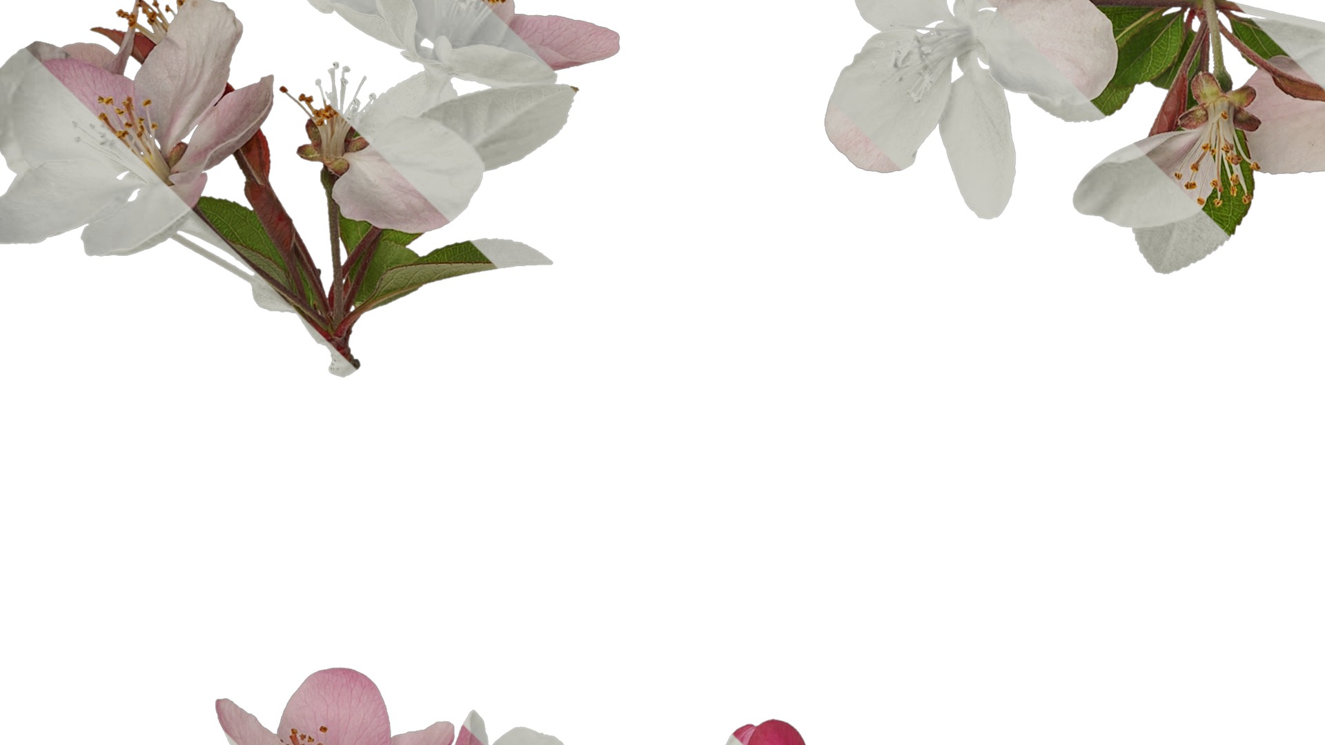 Anydrafts Malus micromalus Atlas 12 Texture_5