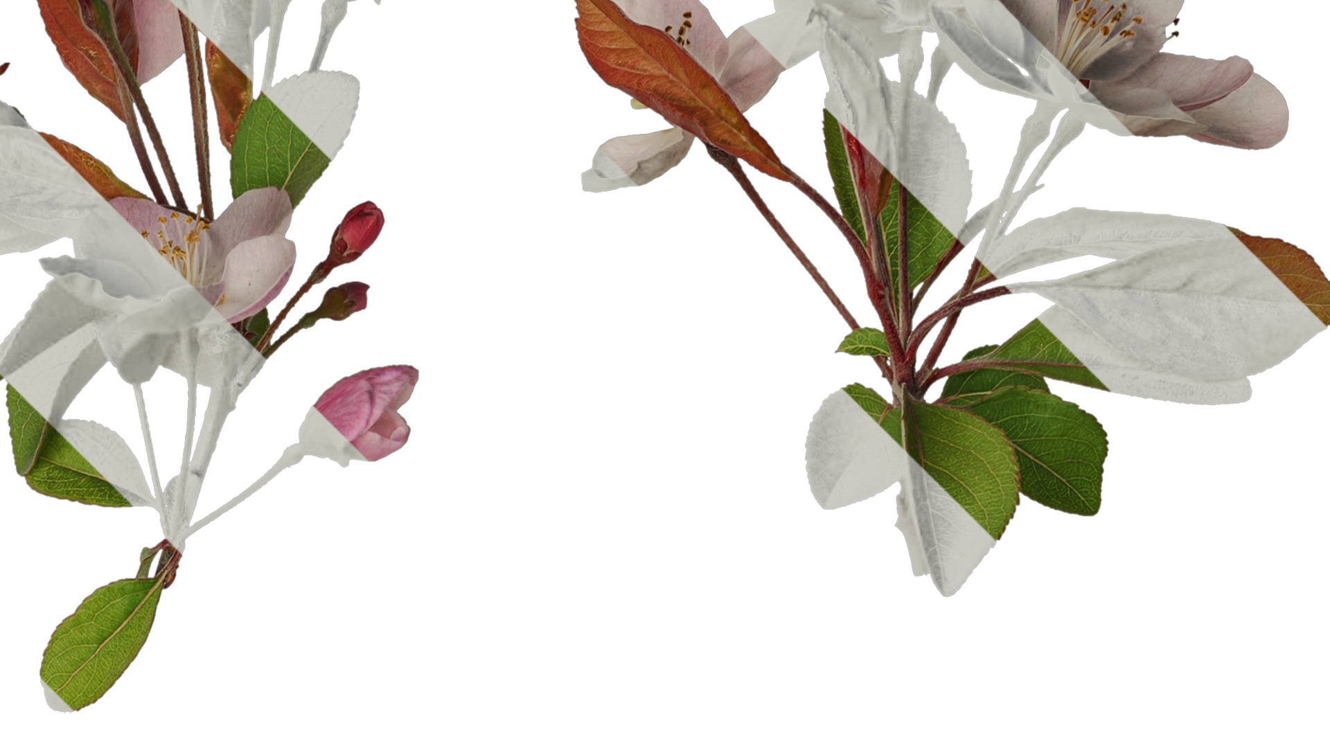 Anydrafts Malus micromalus Atlas 12 Texture_2