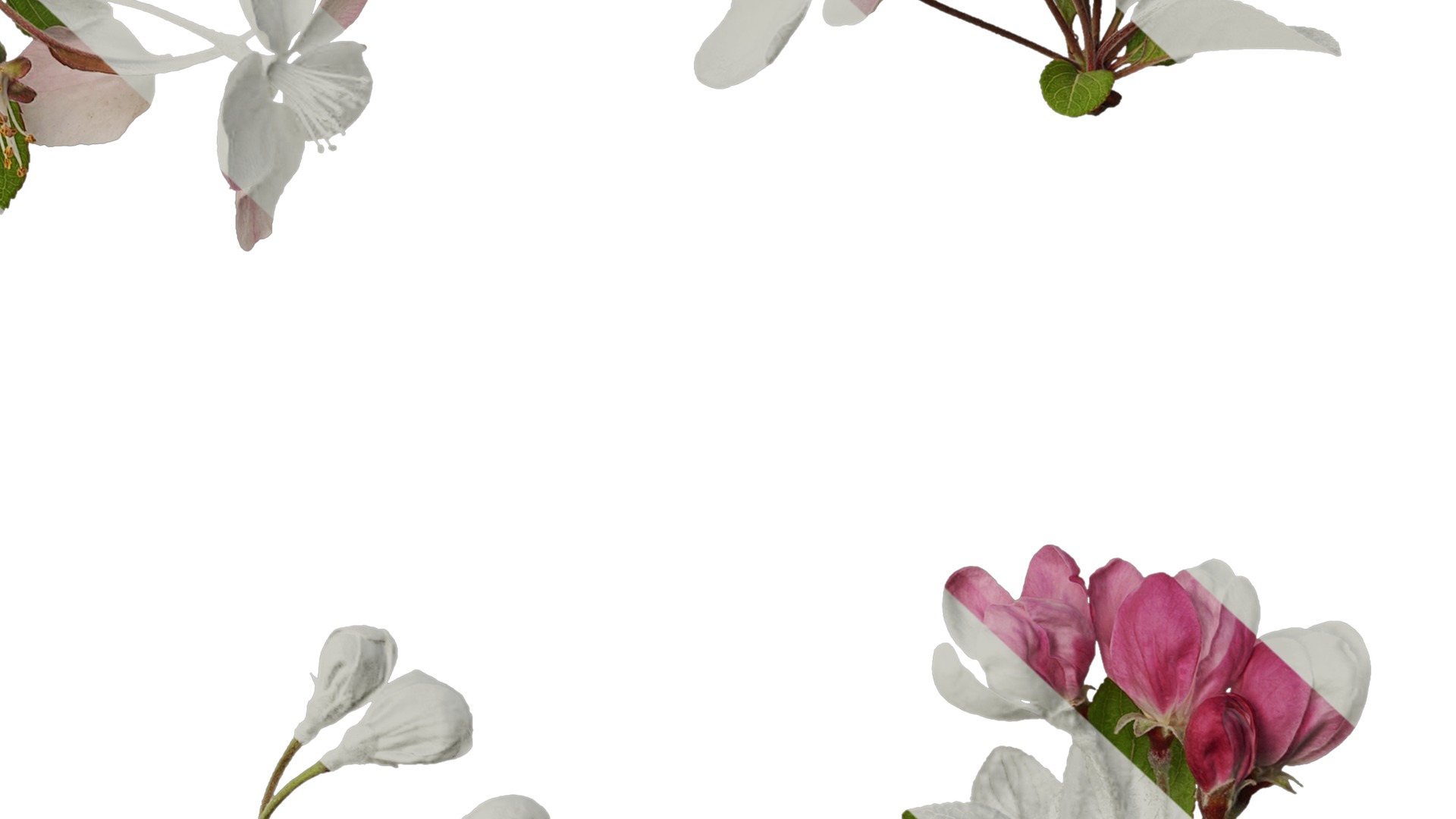 Anydrafts Malus micromalus Atlas 12 Texture_6