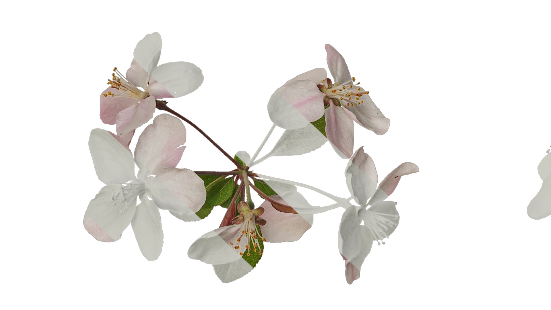 Anydrafts Malus micromalus Atlas 12 Texture_7