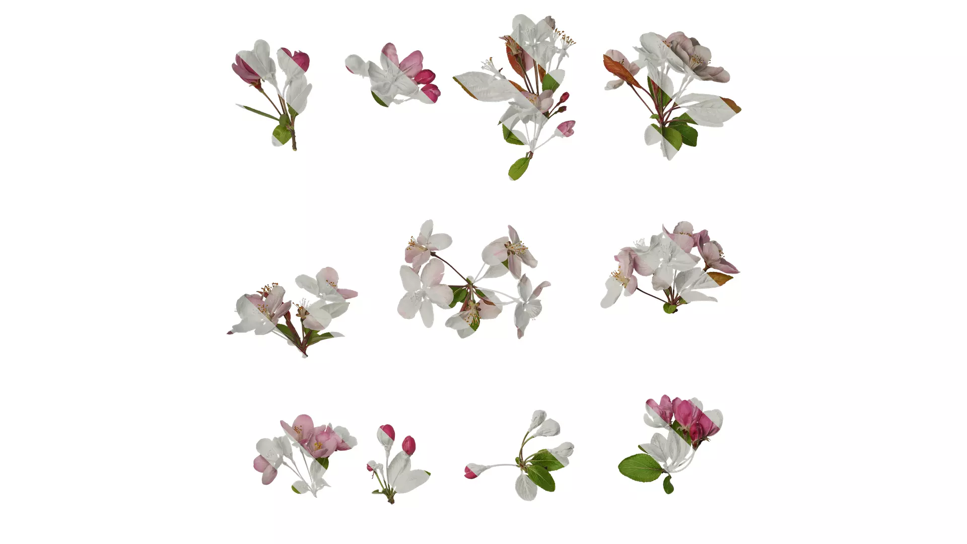 Anydrafts Malus micromalus Atlas 12 Texture_0