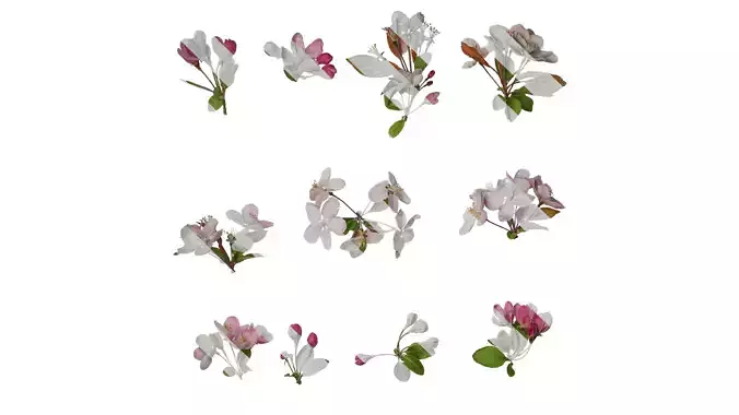 Anydrafts Malus micromalus Atlas 12 Texture