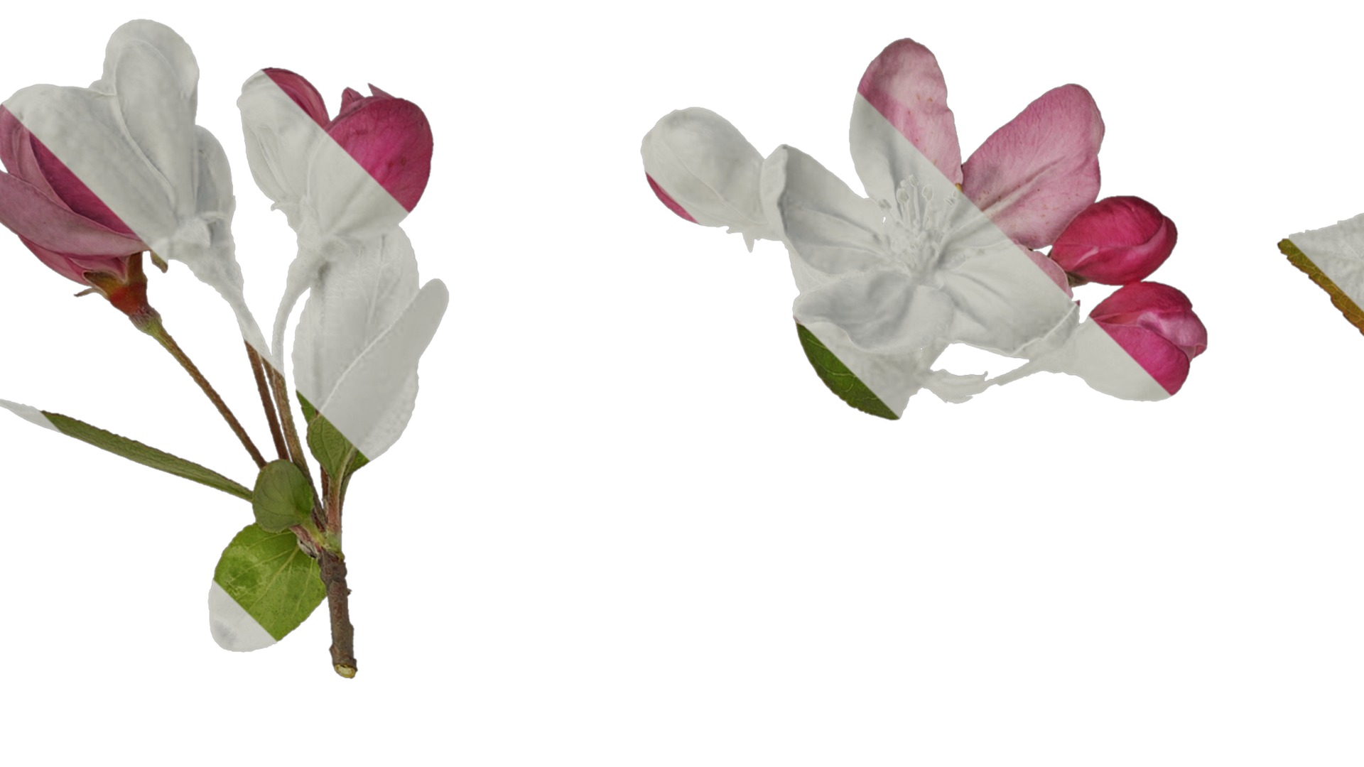 Anydrafts Malus micromalus Atlas 12 Texture_1