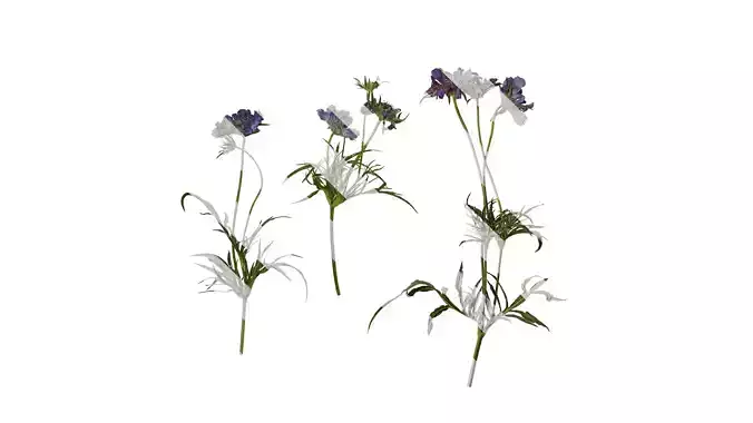 Anydrafts Scabiosa comosa Atlas 01